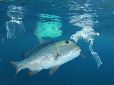 海洋への流出とその影響